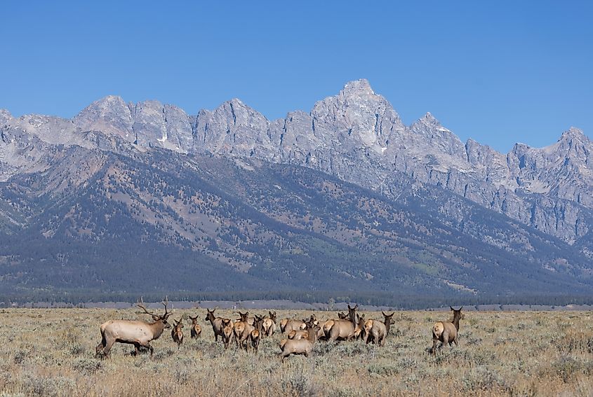 Herd of Elk During the Rut in Autumn in Grand Teton national Park Wyoming