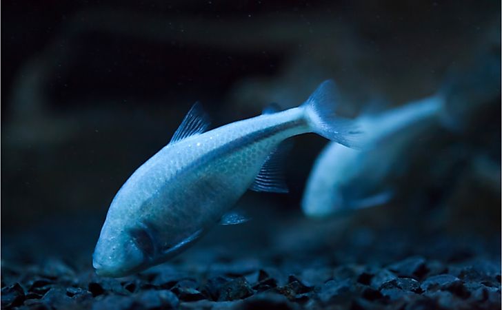 What Are The Adaptations In Cave-dwelling Animals? - WorldAtlas What Are The Adaptations In Cave-dwelling Animals? - WorldAtlas