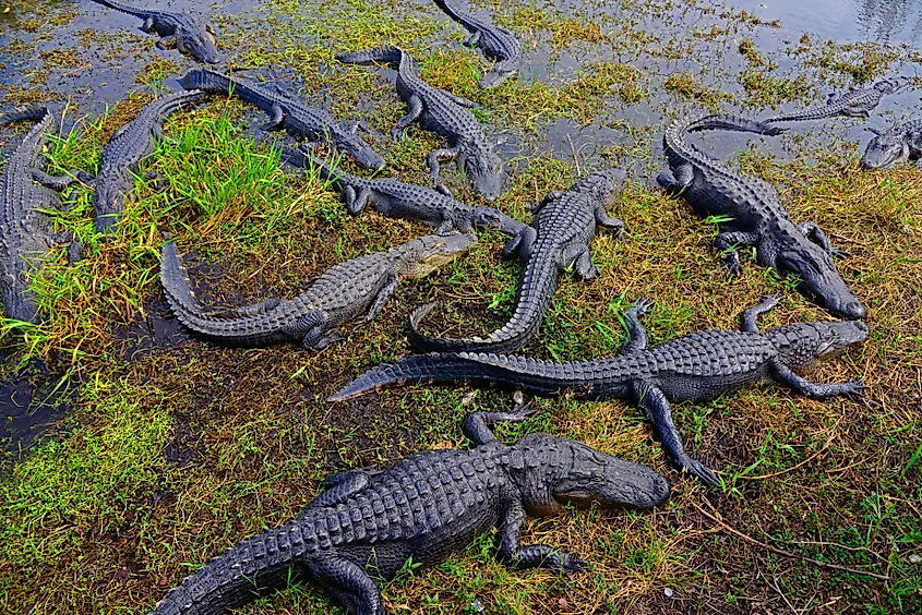 Alligators in Everglades National Park.