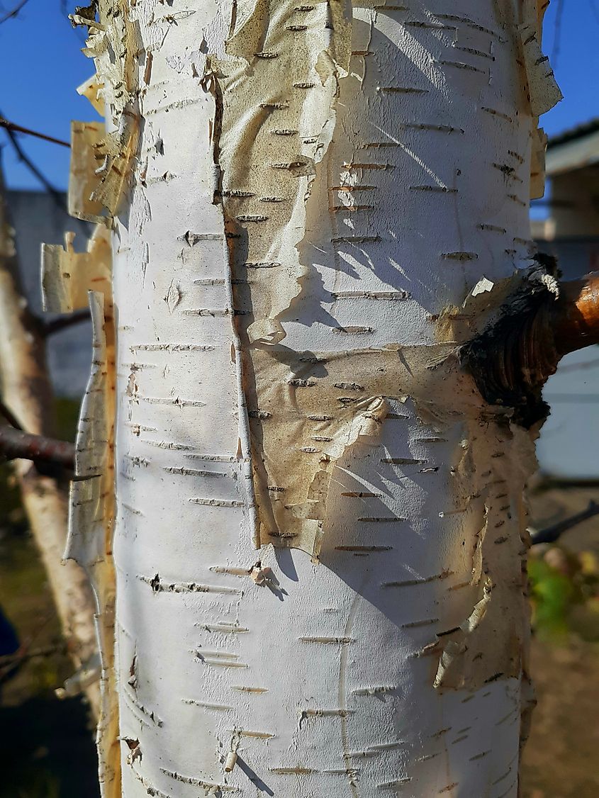 A stand of paper birch in the North Woods, a shade-intolerant tree that grows best in open, sunny sites. Credit: Wadesmid/Shutterstock.com
