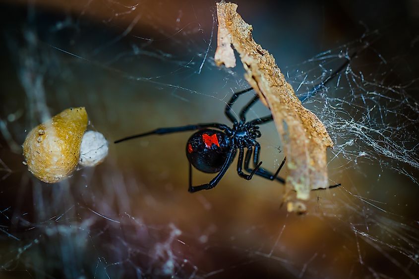 A black widow spider in its web.