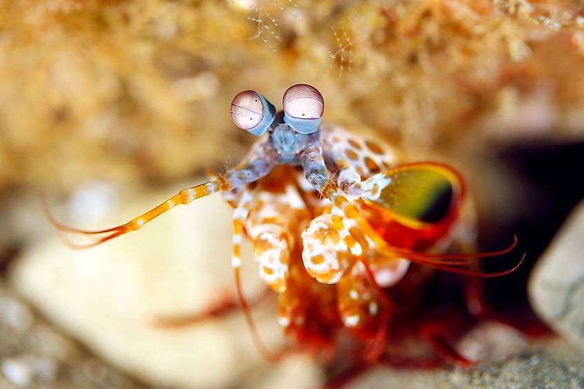 Mantis Shrimp (2)