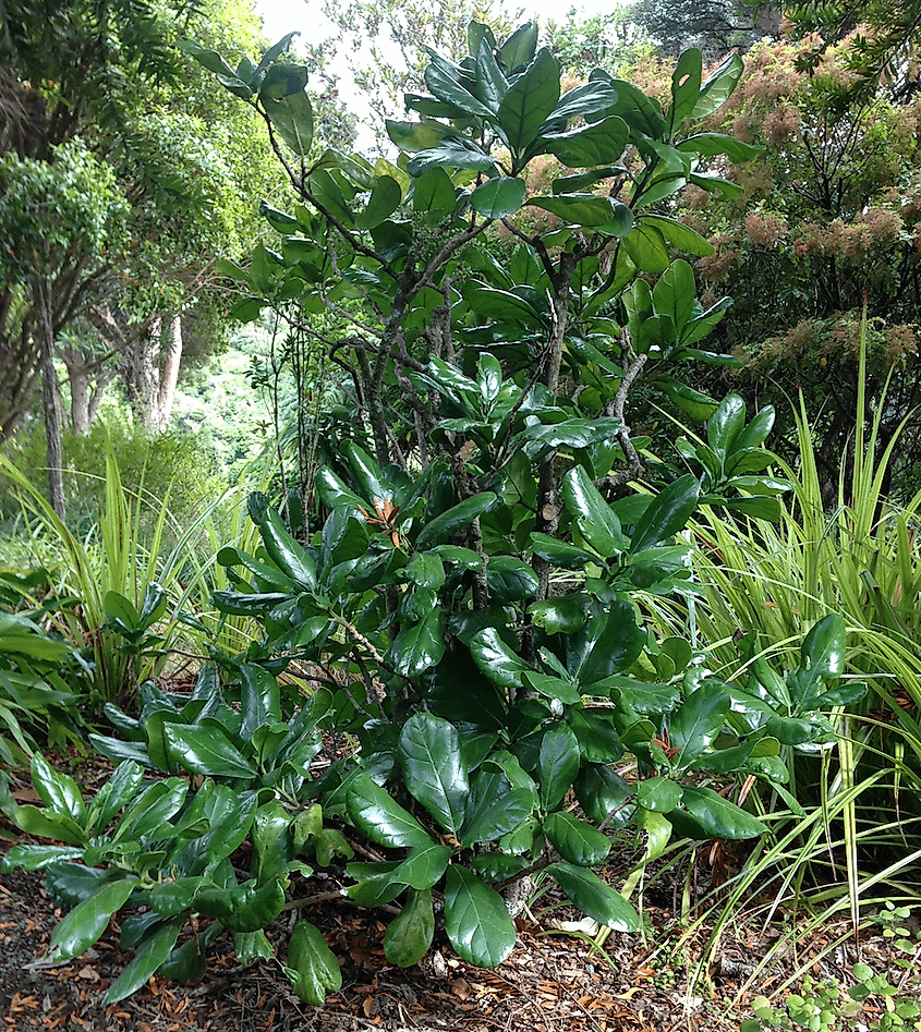 A photo of the endemic New Zealand plant Pennantia baylisiana as a tree in the Ōtari Native Botanic Garden in Wellington.