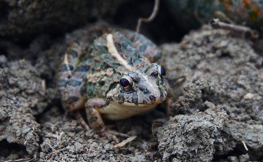 Close up of frog on the ground.