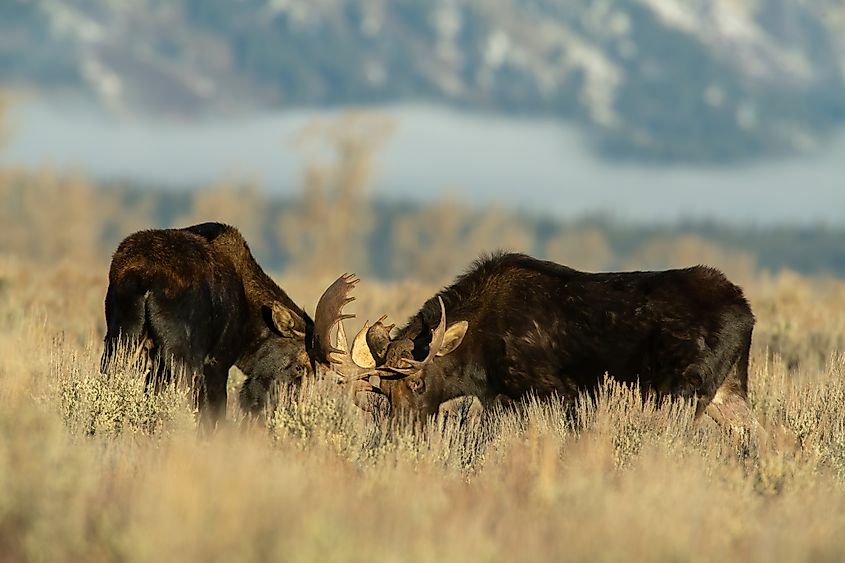 A bull moose grazing in sagebrush in Wyoming.