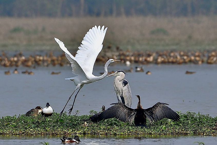 Wetlands support great biodiversity and hence their conservation is of utmost importance.