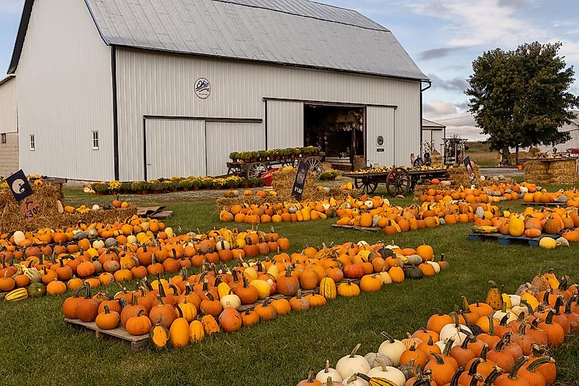 Staunton, Virginia: American farm with pumpkins harvest, via Kirkam / Shutterstock.com