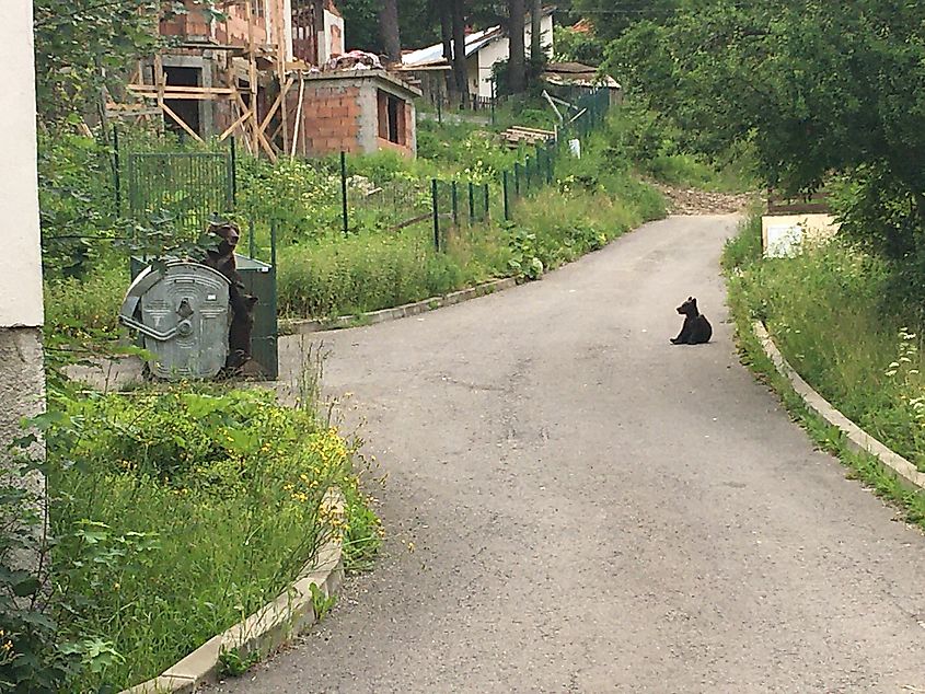 A mother brown bear and her two cubs investigate a dumpster in a Romanian mountain town