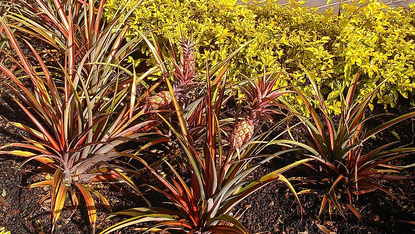 Pineapple plant growing in Lanai, Hawaii