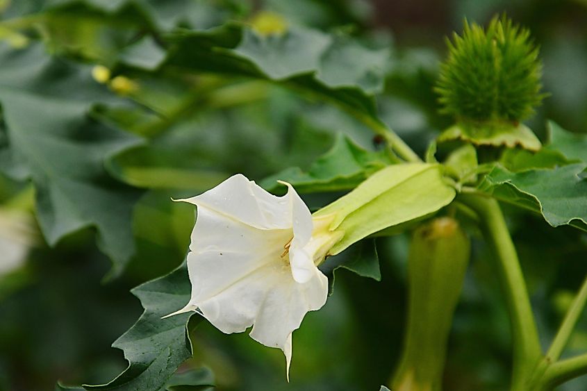 The Jimson Weed's trumpet-shaped flower.