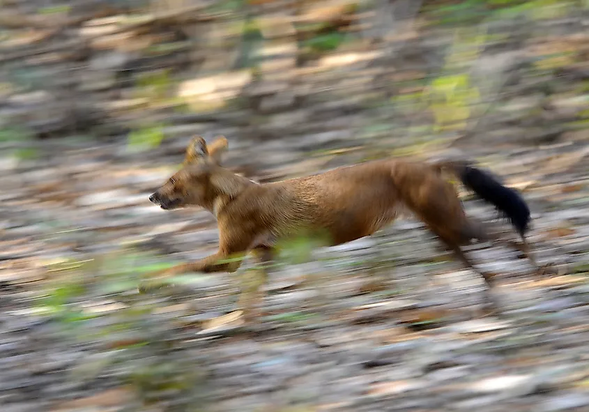 dhole running