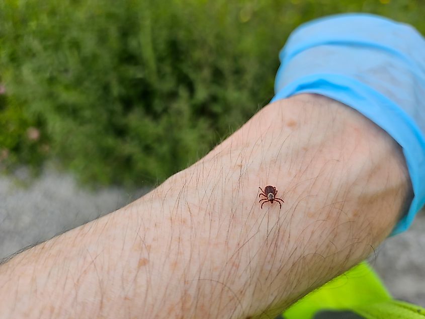 A deer tick on a person's arm.