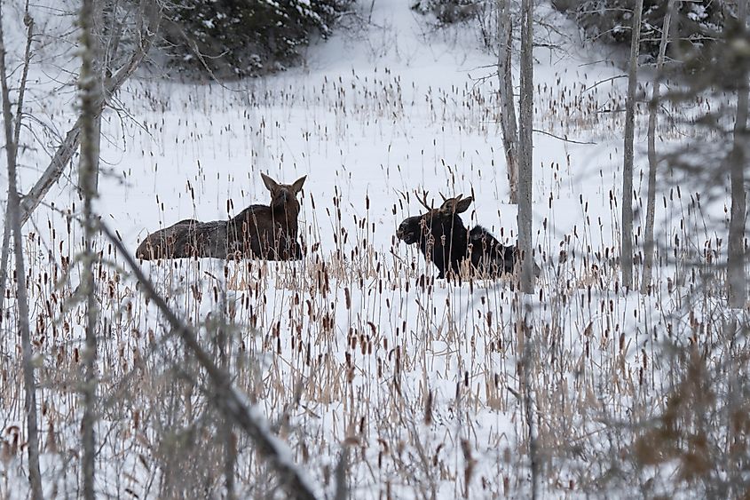 Moose in the winter landscape in Algonquin Provincial Park, Ontario, Canada