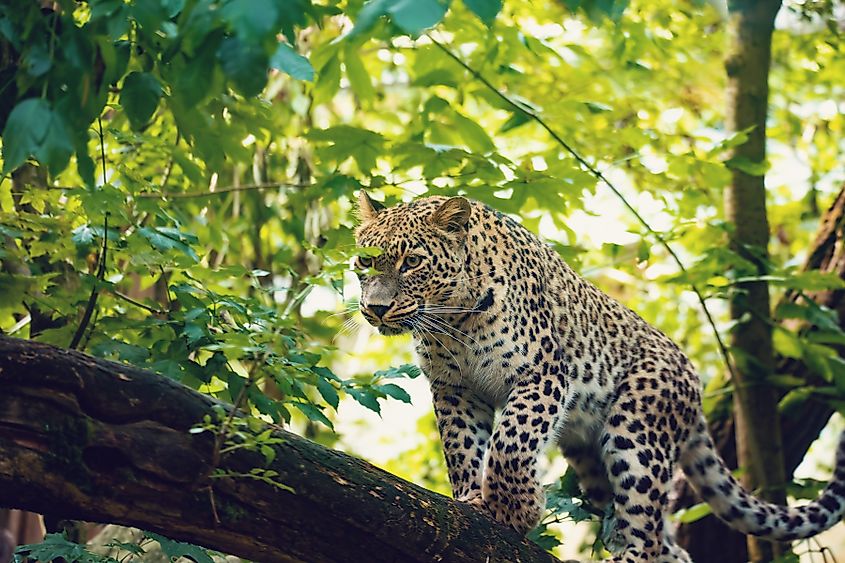 The Persian leopard is an apex predator of the Hyrcanian mixed forest ecosystem.