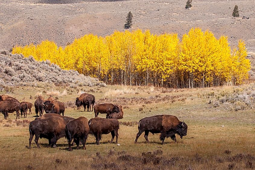 Yellowstone fall foliage