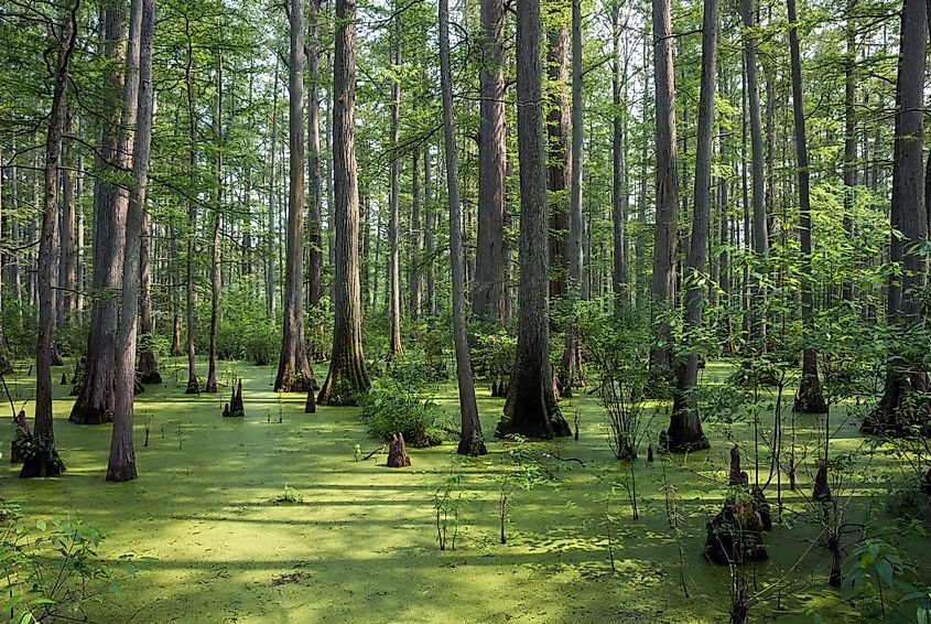 Bald cypress with breathing roots, Cache River State Natural Area; Heron Pond Area, Illinois,