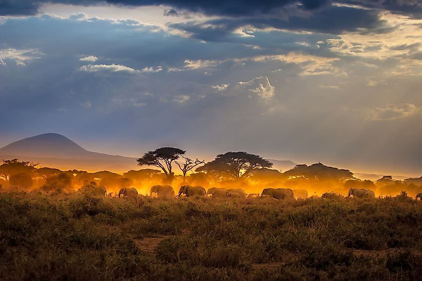 Migration of elephants. Herd of elephants. Evening in the African savannah.