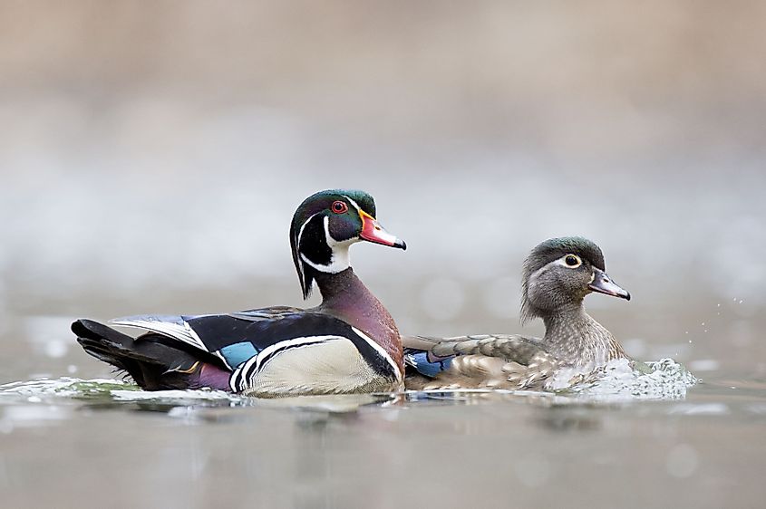 Male and female wood ducks at Valley Green Inn at Wissahickon Valley, Philadelphia