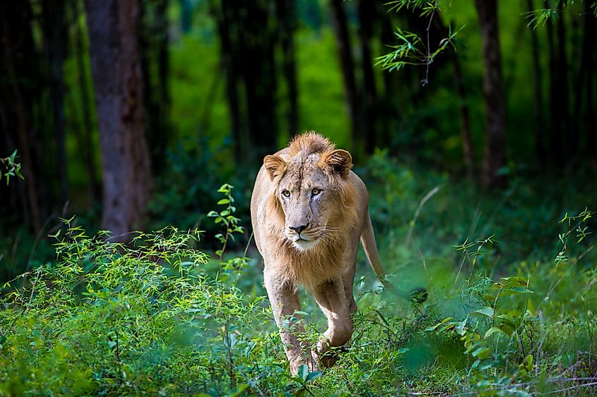 Today, India's Asiatic lions live in protected sanctuaries.