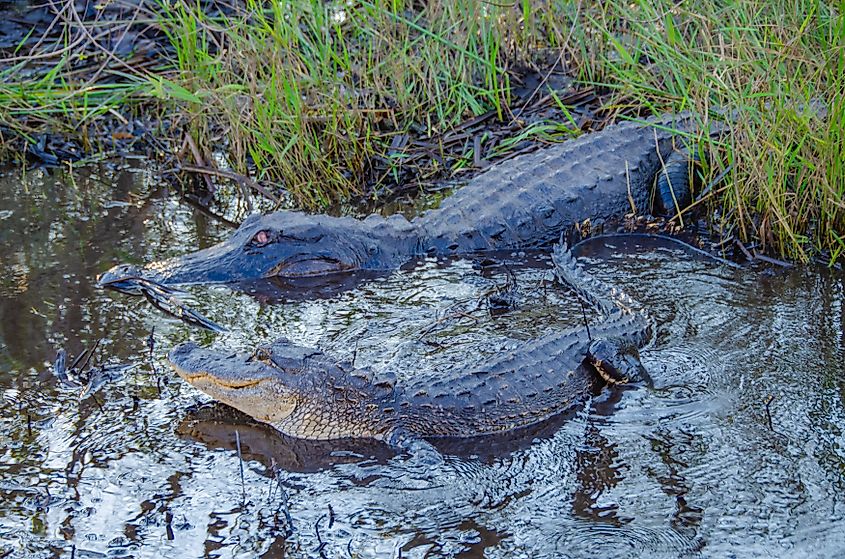 Alligator and young in Everglades National Park, Florida.