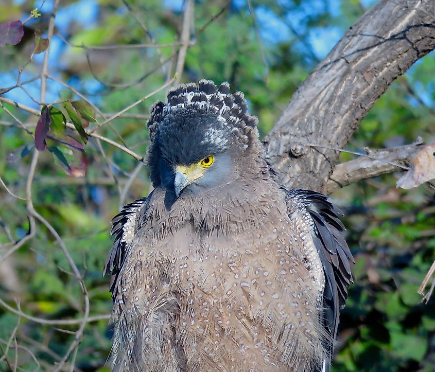 Crested serpent eagle. 