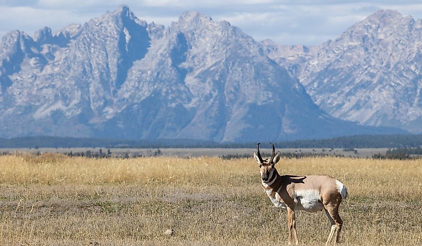 Pronghorn Antelope Buck in Grand Teton National Park Wyoming in Autumn.