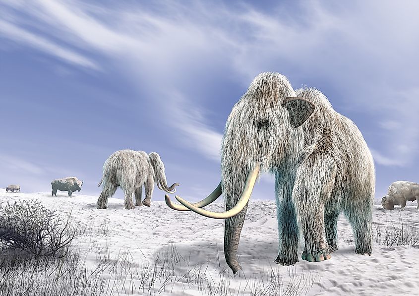 The woolly mammoth was one of the mammals that was well-developed to live during the last Ice Age