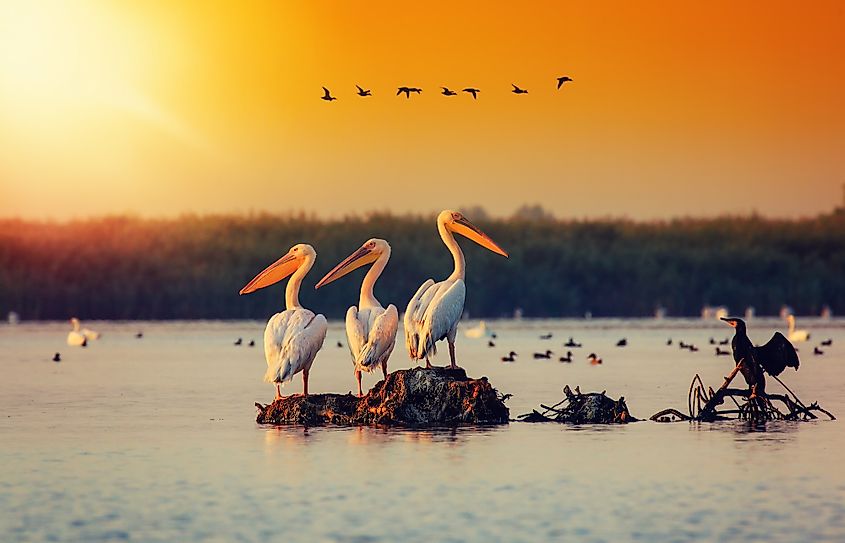 Danube river pelicans