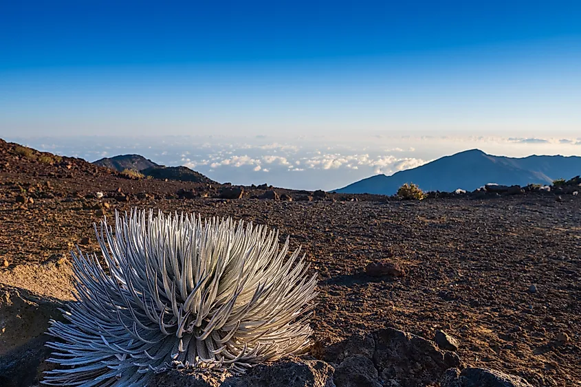 Blooming Haleakalā silversword plant growing in its natural habitat at high elevation, above the clouds, at Haleakala National Park on the island of Maui, Hawaii