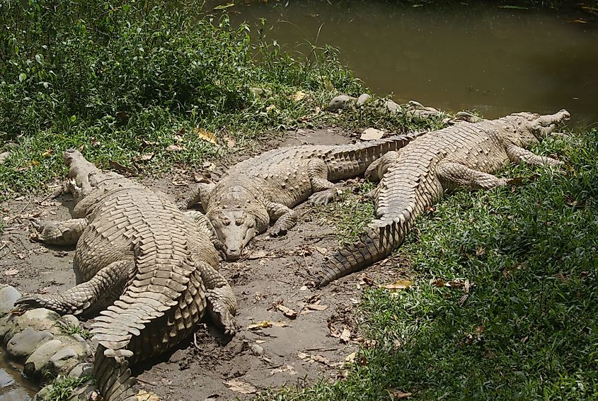 Crocodiles sunbathing by the water