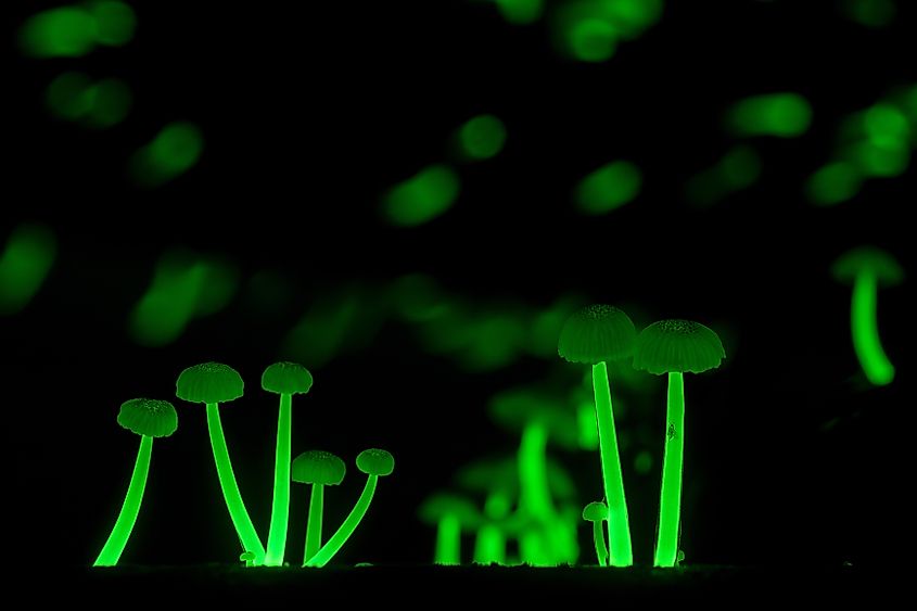 Roridomyces phyllostachydis fungi emitting light.