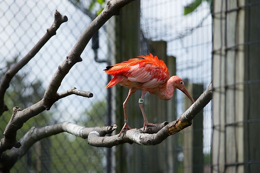 A scarlet ibis perched on a tree branch in Toledo Zoo