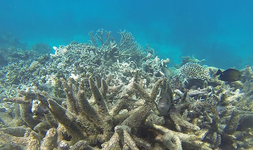 coral bleaching great barrier reef