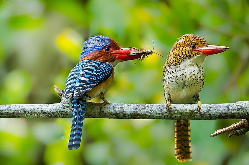 Khao Yai national park birds