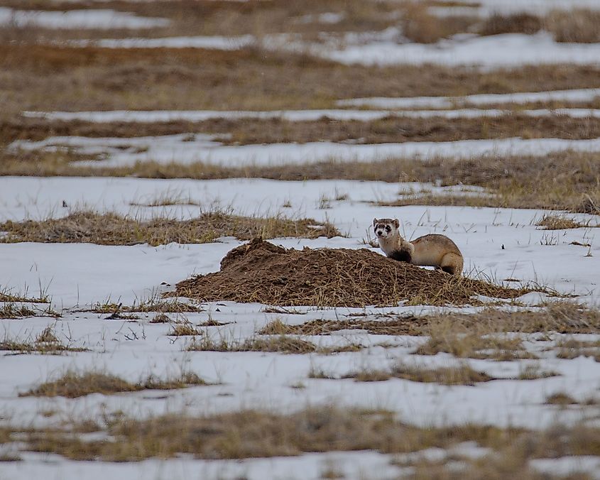 A black-footed ferret (Mustela nigripes) on a snowy meadow.