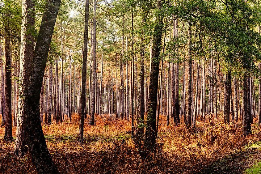 Sunlight streaming through forest in Congaree National Park.