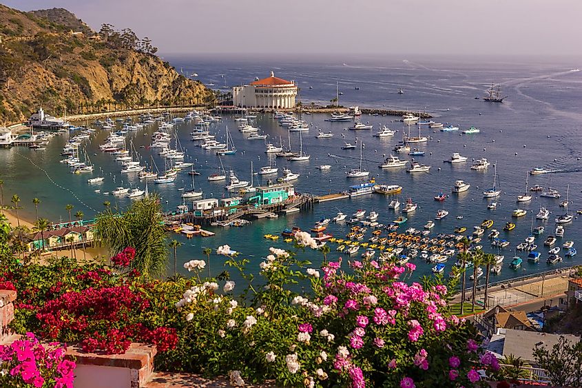Flowers, harbor, and casino in town of Avalon, California