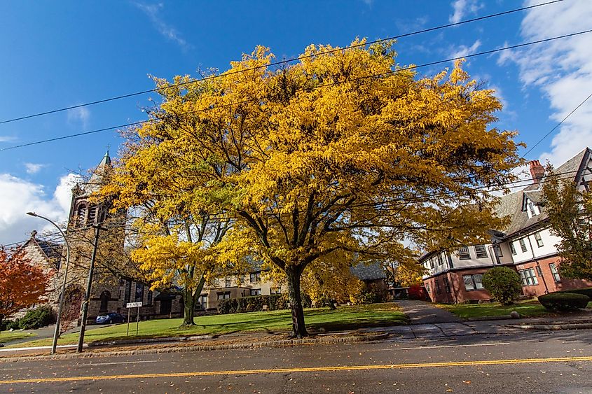 Fall peak foliage in Watertown, MA.