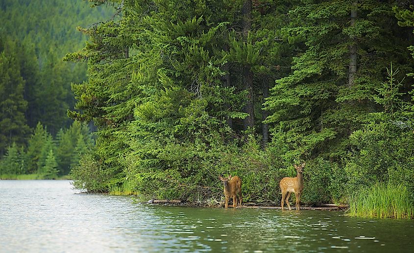 Fascinating Animals That Live In Mangrove Forests - WorldAtlas Fascinating Animals That Live In Mangrove Forests - WorldAtlas
