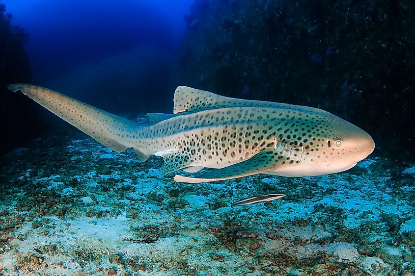 Zebra shark