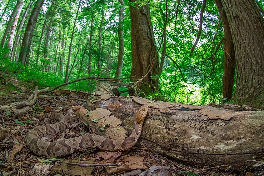 A Northern Copperhead in the forest foliage.