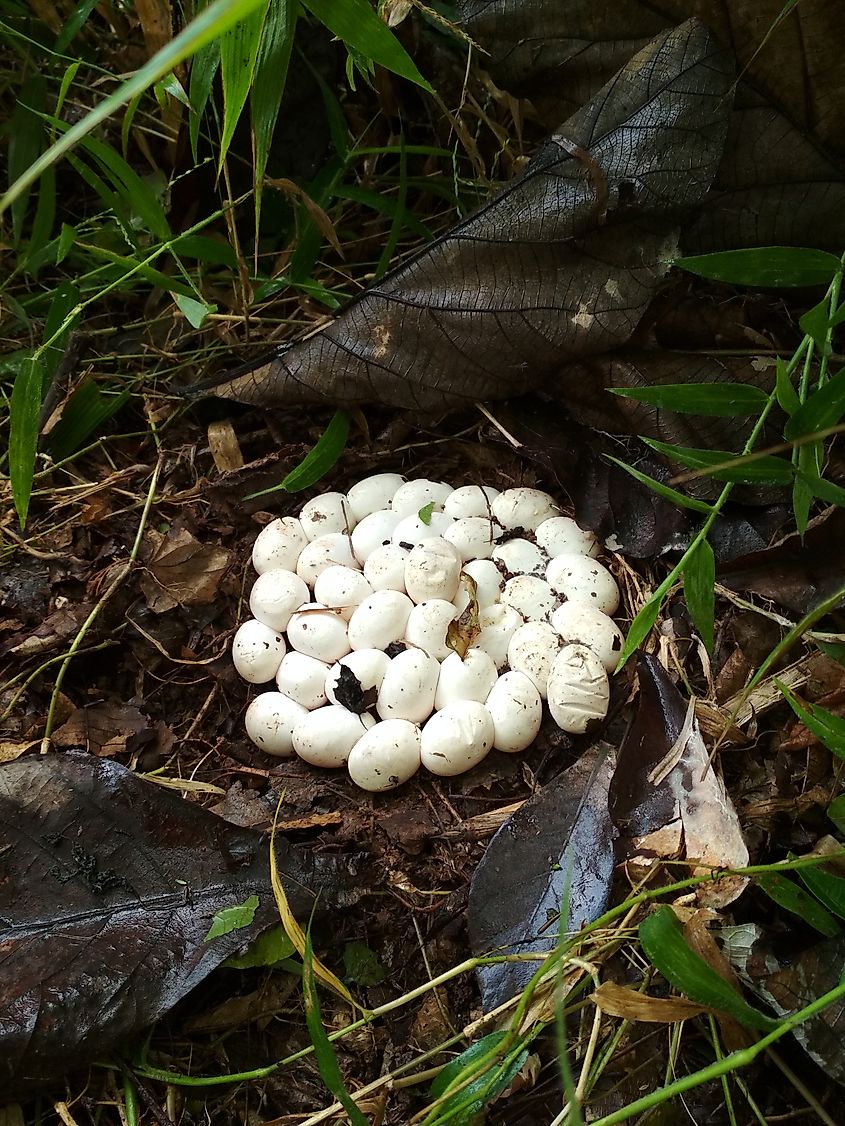 Viper eggs.