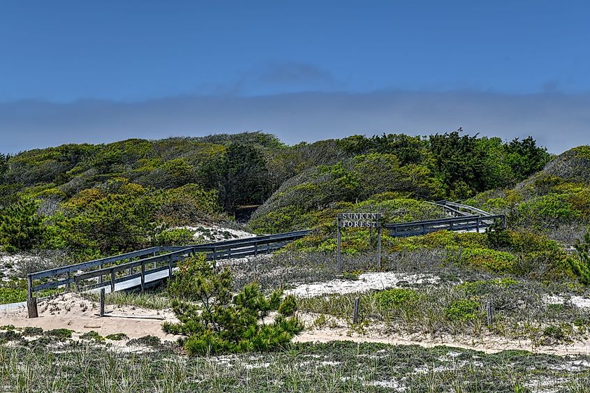 Entrance to the Sunken Forest in Fire Island, Long Island, New York.