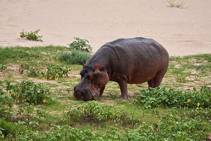 What Do Hippos Eat? - WorldAtlas