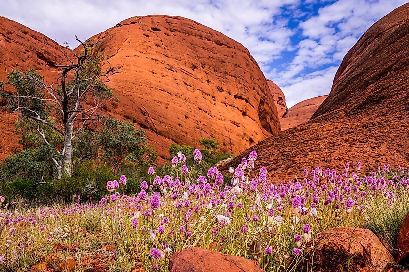 Uluru Kata Tjuta National Park