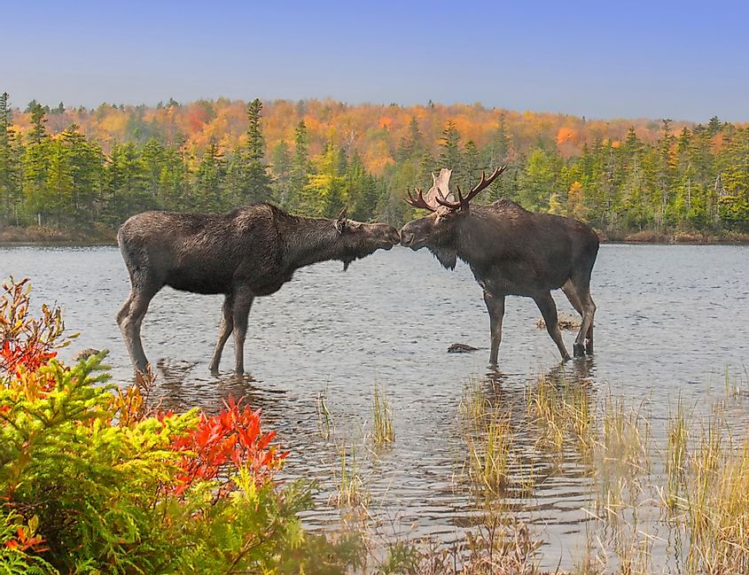 A cow and bull moose touch noses in a show of affection during the fall mating season.