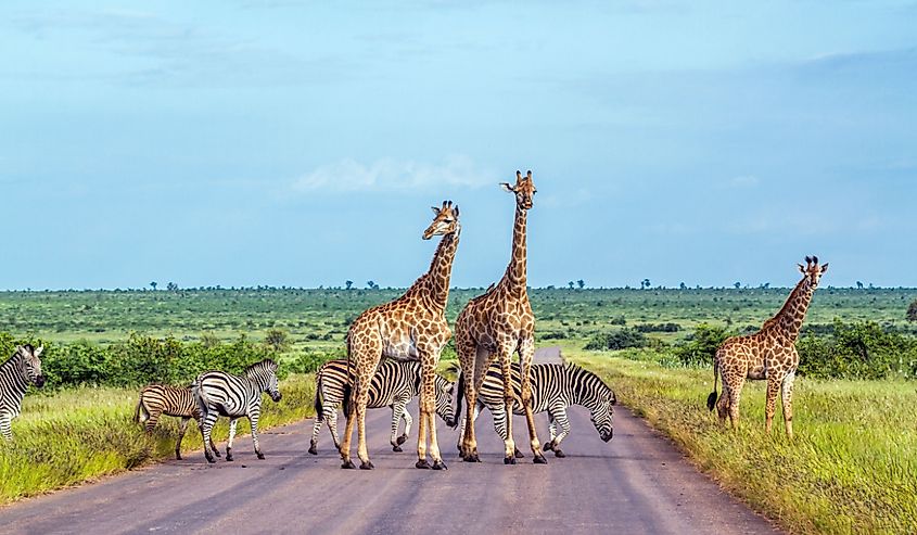 Giraffe and plains zebra in Kruger national park, South Africa ; Specie Giraffa camelopardalis and Equus quagga burchellii