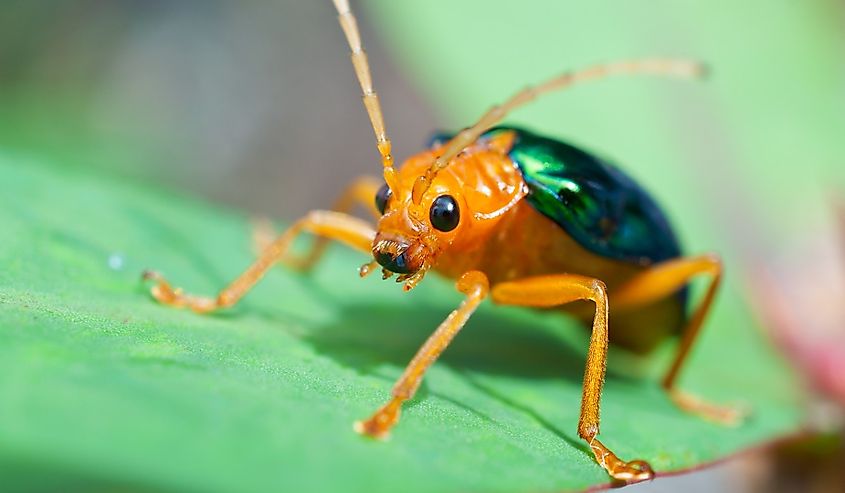 Bombardier Beetle (Brachinus alternans)