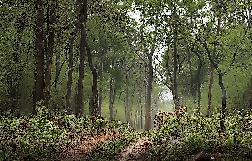 A climax ecology with its apex predator, the Bengal tiger, in an Indian forest.