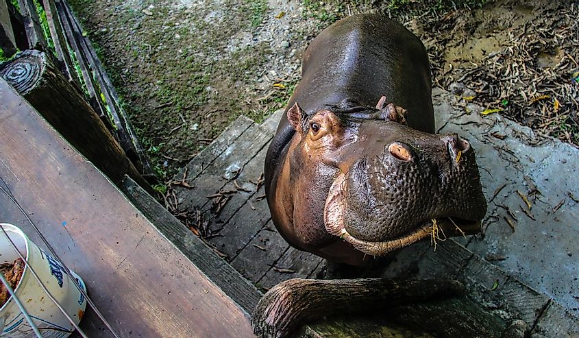 Hipopótamo en la Hacienda Nápoles en Colombia, Pablo Escobar